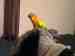 Conure