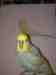 Budgerigar
