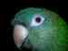 Conure