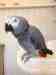 African Grey