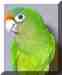 Conure