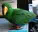 Eclectus