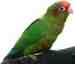 Conure