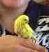 Budgerigar