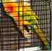 Conure