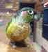 Conure