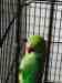 Indian Ringneck Parakeet