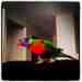 Lory / Lorikeet