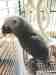 African Grey