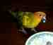 Conure