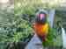 Lory / Lorikeet