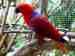 Eclectus