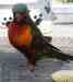 Lory / Lorikeet