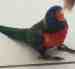 Lory / Lorikeet