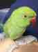 Indian Ringneck Parakeet