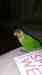 Parakeet