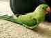 Indian Ringneck Parakeet