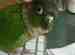 Conure