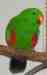 Eclectus