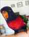 Lory / Lorikeet