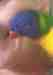 Lory / Lorikeet
