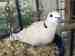 Dove