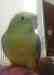 Conure