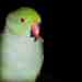 Indian Ringneck Parakeet