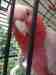 Galah Cockatoo