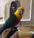 Conure