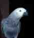 African Grey