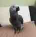 African Grey