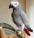 African Grey