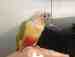 Conure