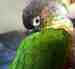 Conure