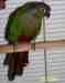 Conure