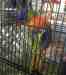 Lory / Lorikeet