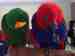 Eclectus