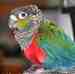 Conure