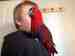 Eclectus