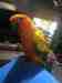 Conure