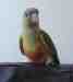 Conure