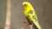 Parakeet