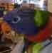 Lory / Lorikeet