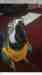 Macaw