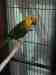 Conure