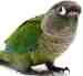 Conure