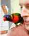 Lory / Lorikeet