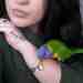 Lory / Lorikeet