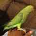 Indian Ringneck Parakeet